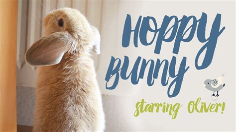 Hoppy Oli A Cute Bunny Hopping Around Youtube