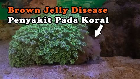 Brown Jelly Disease Penyakit Pada Koral Youtube