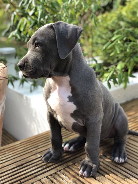 Puppy XL bully | Bully breeds dogs, Pitbull puppy, Pitbull puppies