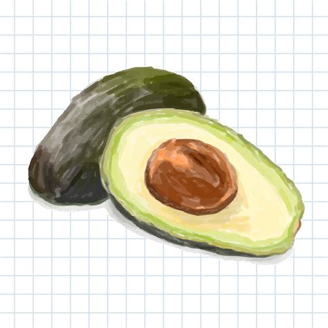 Hand Drawn Avocado Watercolor Style Isolated Download Free Vectors