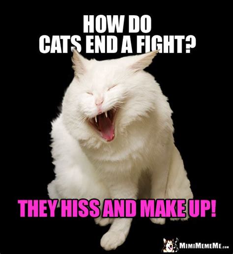 Laughing Cat Meme How Do Cats End A Fight They Hiss And Make Up