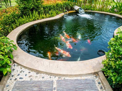 Kedalaman Kolam Ikan Koi : 30 Cara Budidaya Ikan Koi Di Kolam Tanah