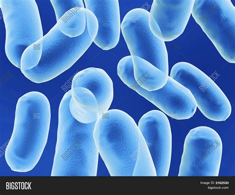 Bacillus Bacteria Image And Photo Free Trial Bigstock