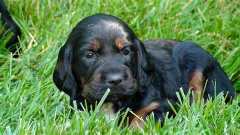 Gordon setter—photo courtesy of david hancock. Gordon Setter Crossing: Gordon Setter Puppies/4 wks. Old