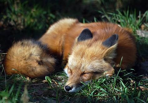 Royalty Free Sleeping Fox Pictures Images And Stock Photos Istock
