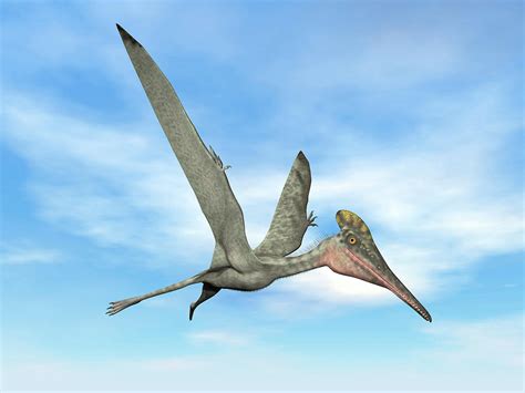 Pterodactylus Prehistoric Bird Flying Photograph By Elena Duvernay