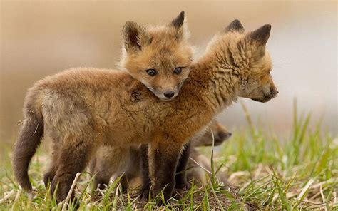 Cute Baby Foxes Wallpapers Wallpaper Cave