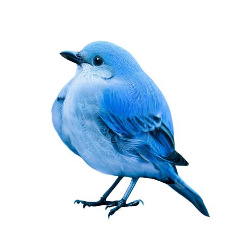 Blue Bird Isolated On Transparent Blue Bird Blue Bird Png