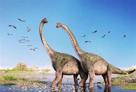 Paleontologists may have found the largest dinosaur of all ...