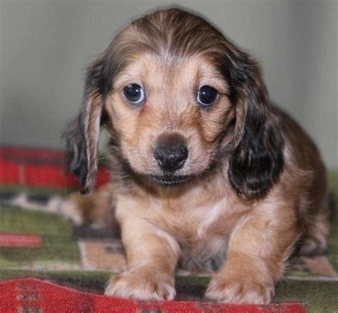 Adorable Shaded Cream Female Miniature Dachshund Puppy For Sale In