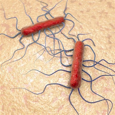 Monocytogenes Do Listeria Da Bactéria Ilustração Stock Ilustração de
