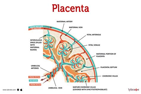 How Does Placenta Develop