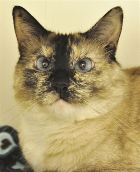 Gorgeous And Ready For My New Home Im Luna A Five Year Old Tortie