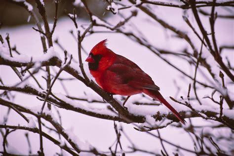 1000 Interesting Animal Background Photos · Pexels · Free Stock Photos