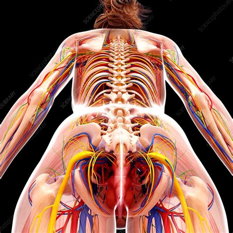 Realistic, detailed and anatomically accurate fully textured human female torso anatomy including the corresponding parts of the body, muscles, skeleton, internal organs and lymphatic systems. Female anatomy, artwork - Stock Image - F007/1254 ...