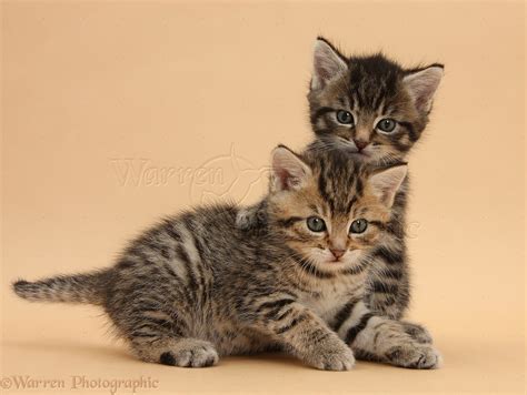 Cute Tabby Kittens 6 Weeks Old On Beige Background Photo Wp35572