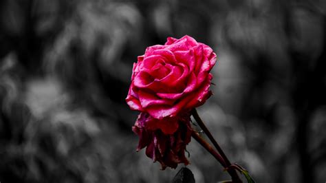 ❤ get the best rose wallpaper on wallpaperset. Download wallpaper 1920x1080 rose, bud, petals, blur, pink ...