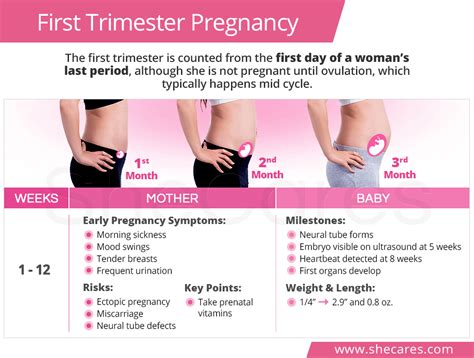 Maybe you would like to learn more about one of these? First Trimester Pregnancy | SheCares