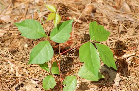 Poison Ivy Pictures How To Identify It