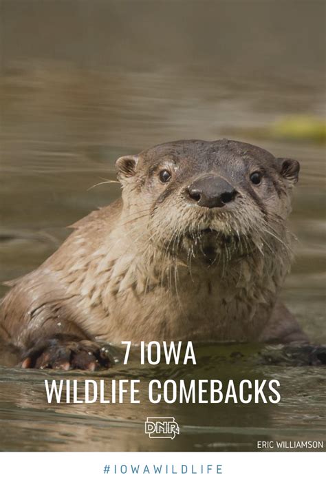 7 Iowa Wildlife Comebacks Dnr News Releases