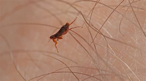 How Fleas Spread Three Factors That Help This Pest Move Around