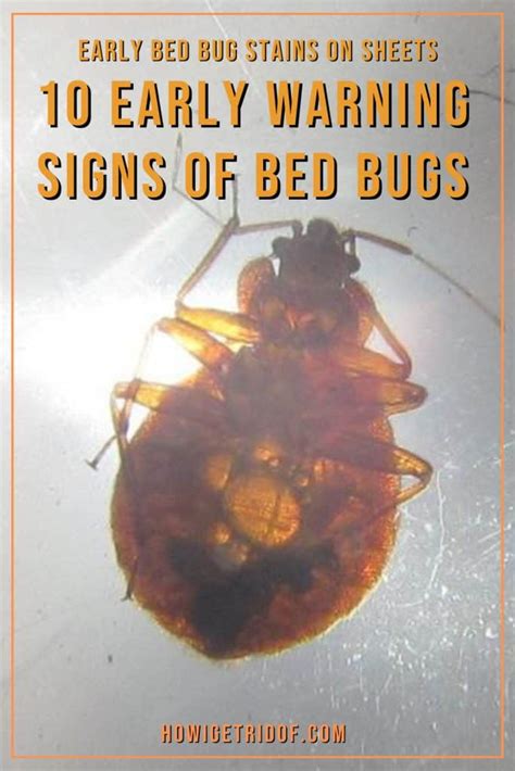 Early Bed Bug Stains On Sheets 10 Early Warning Signs Of Bed Bugs