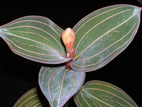 More + more varieties have entered the houseplant market in this post i have used my two types of jewel orchid — macodes petola + ludisia discolor to give a full care guide to keeping these plants happy in. Jewel Orchid - Ludisia Red Velvet : Grows on You
