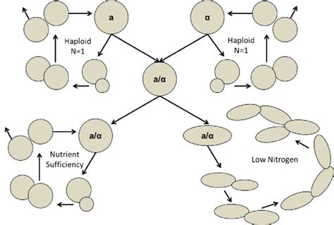 A single cell, individual, or generation characterized by the diploid. 1. Haploid and diploid Saccharomyces cerevisiae growth ...