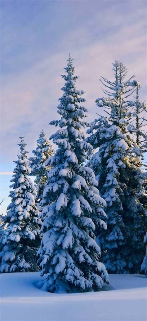 Snowy Trees Wallpaper Wallpaper Sun