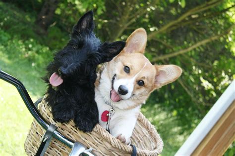 Bogart The Scottie And Moxie The Corgi Such Friends Corgi Puppy Time