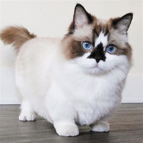 This Breed Of Cat Known As The Munchkin Cat Looks Like The Corgi Of
