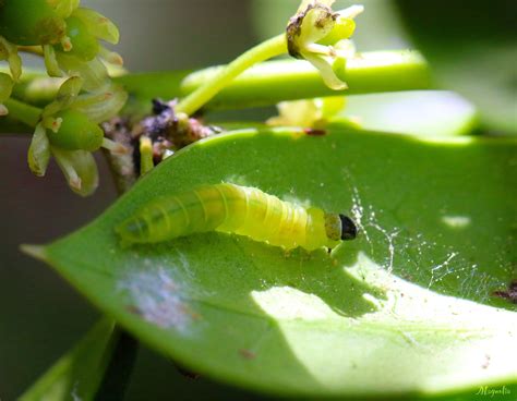 I usually loose one or two every year just because i live in an historic house with irregular heating spots. Leaf Roller Caterpillar by FallOut99 on DeviantArt