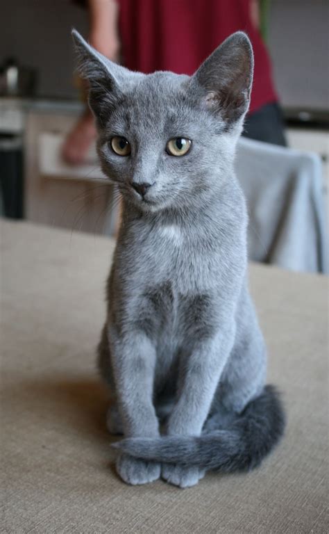 Grey Kitten Grey Cats Blue Cats Cats Diy Cute Cats And Kittens
