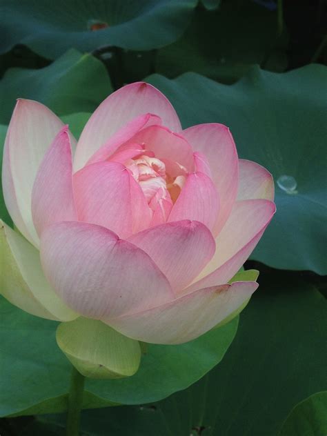 Pin By Roy Wald On Floral Project Lotus Water Lilies Rose Passion