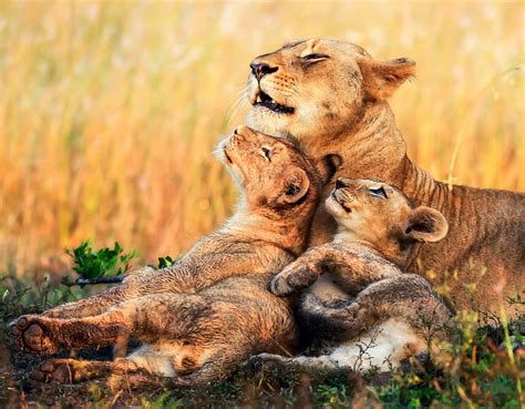 子猫、 アフリカ、 ライオン、 雌ライオン、 カブス、 hdデスクトップの壁紙 wallpaperbetter