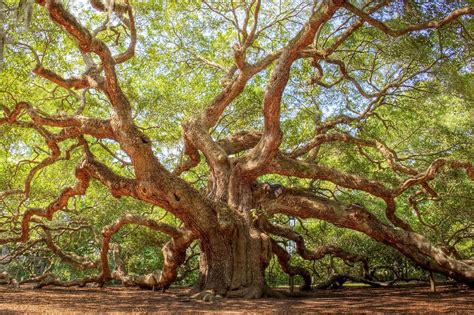We've designed our charts to be beautiful works of art that put your family on display at the center of your home, in a perfect marriage of form and. Angel Oak Tree (With images) | Oak tree drawings, Oak tree ...