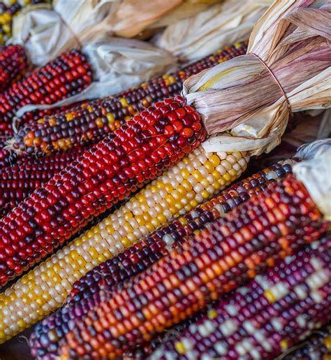 Indian Corn Clearview Farm