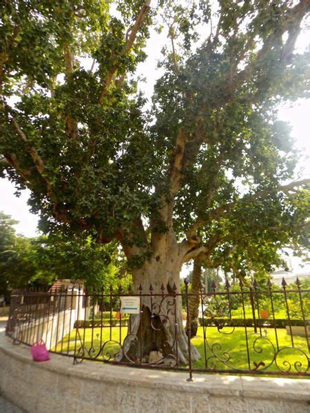 The Sycamore Fig Tree The Tree In Jericho Which Zaccheus The Tax