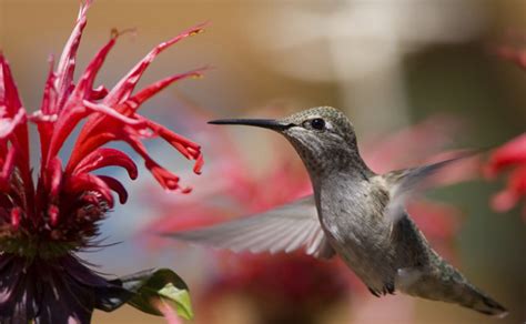 Because cancers are warm and gooey and delicious to eat. Are Hummingbirds Really Attracted to Red?