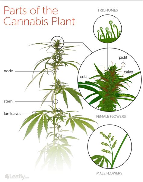 Male plants produce flowers that contain pollen. Cannabis Anatomy & Morphology: The Parts of the Cannabis ...