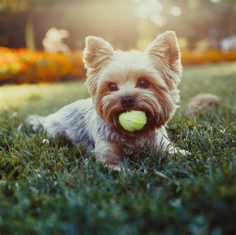 25 Best Small Dog Breeds — The Most Popular Small Dogs