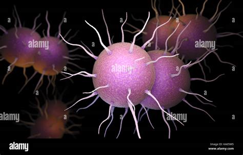 Diplococci Bacteria Hi Res Stock Photography And Images Alamy