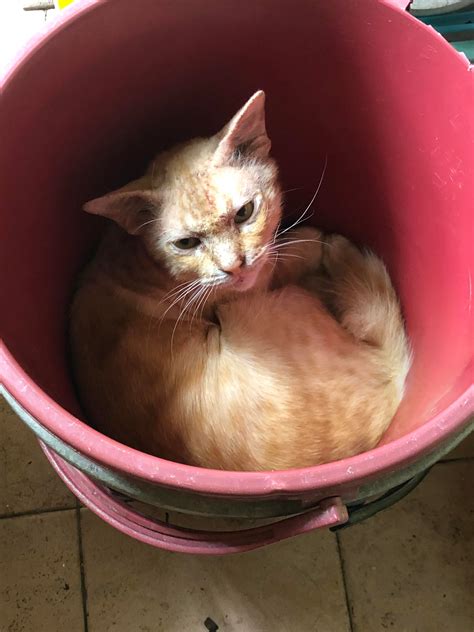 Cat In The Bucket Dunno Why Suddenly He Sleep And Rest In There Cat