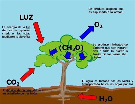 NutriciÓn AutÓtrofa Como Se Nutre Qué Es Importancia 2019 Plantas