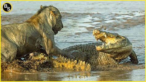 Lion Vs Crocodile