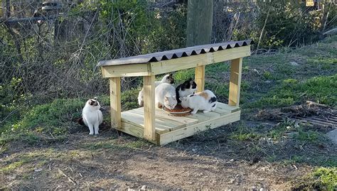 Best Outdoor Cat Feeding Station News Current Station In The Word