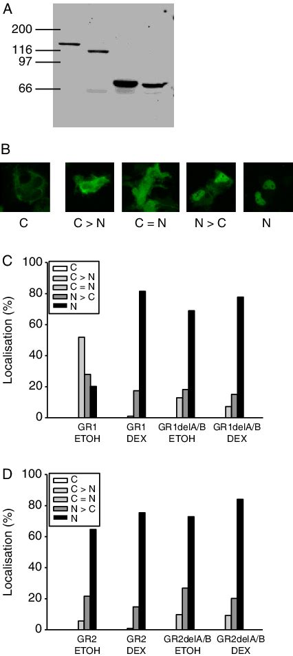 Subcellular Distribution Of Gfp Tagged Wild Type And Mutant Grs A