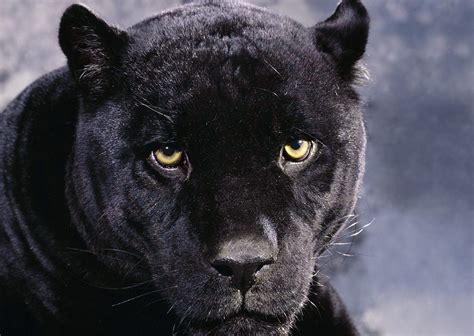 Black Panthers Animal Pictures On Animal Picture Society