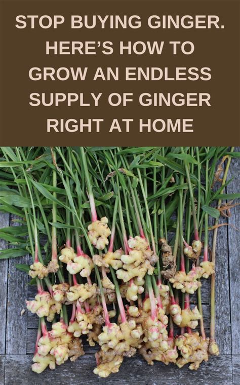 Stop Buying Ginger Heres How To Grow An Endless Supply Of Ginger Right At Home Gardening Sun