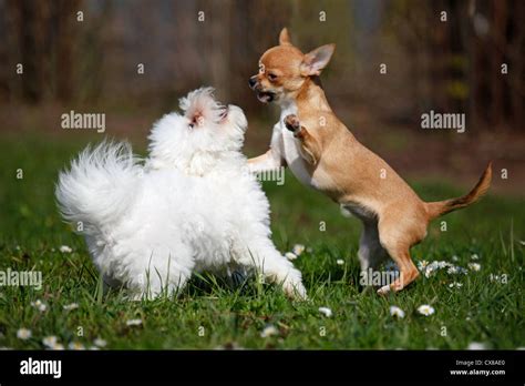 Chihuahua And Bichon Frise Stock Photo Alamy